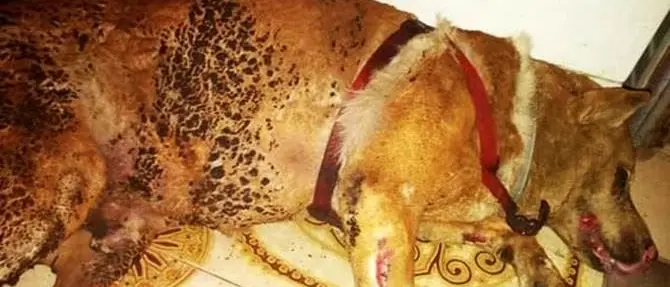 Abbaia troppo, cane legato e dato alle fiamme: salvato