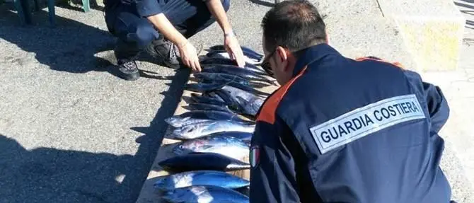 Cirò, sequestrati 70 chili di tonno rosso destinati al commercio illegale