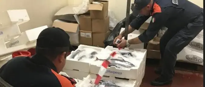 Tonni rossi sotto misura, sanzione di 25mila euro a pescheria di Vibo Marina