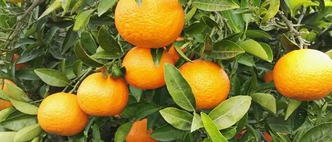 Campagna amica Coldiretti: gli agrumi calabresi spopolano al Nord