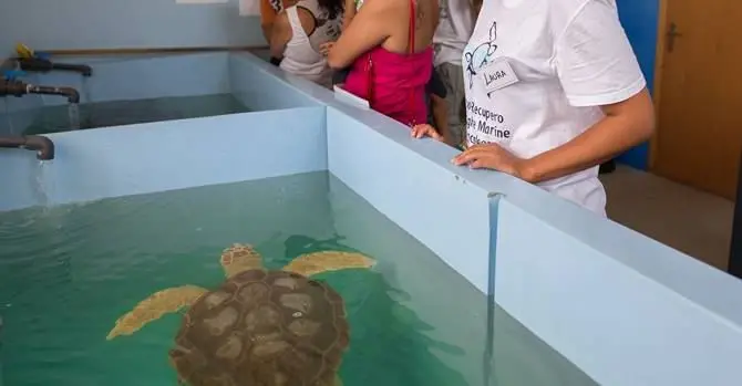 Sfrattate le tartarughe di Brancaleone, il centro costretto a chiudere