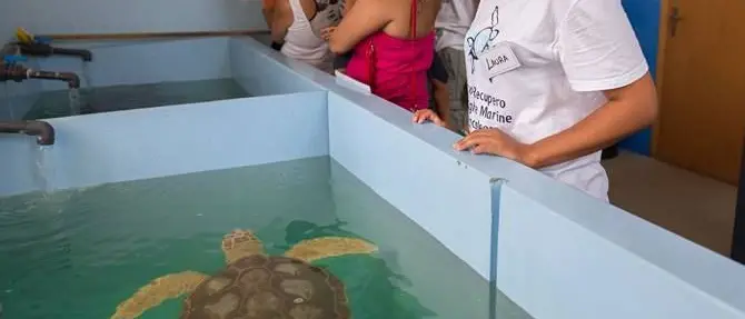 Sfrattate le tartarughe di Brancaleone, il centro costretto a chiudere