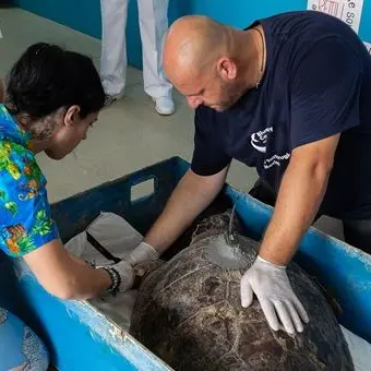 «Il Centro recupero tartarughe marine di Brancaleone non chiuderà»