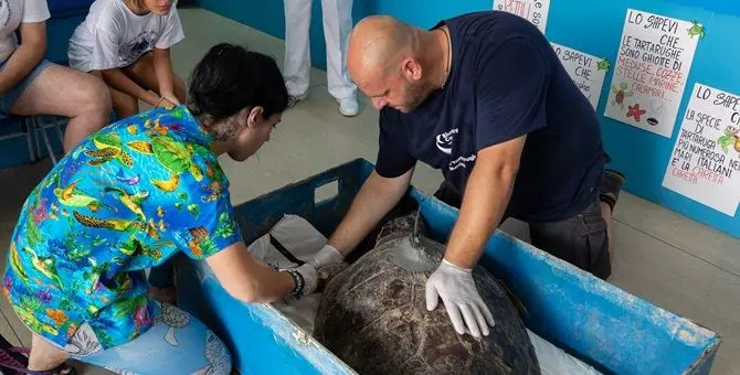 «Il Centro recupero tartarughe marine di Brancaleone non chiuderà»