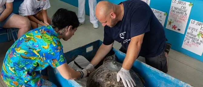 «Il Centro recupero tartarughe marine di Brancaleone non chiuderà»