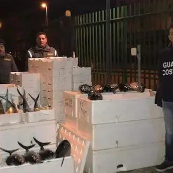Sequestrati 830 chili di tonno rosso e pesce non tracciato nel Cosentino