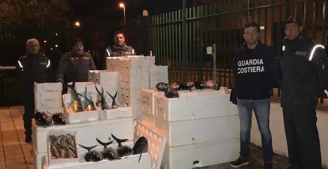 Sequestrati 830 chili di tonno rosso e pesce non tracciato nel Cosentino