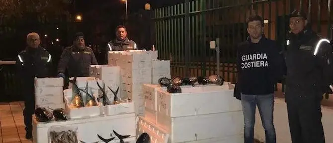Sequestrati 830 chili di tonno rosso e pesce non tracciato nel Cosentino