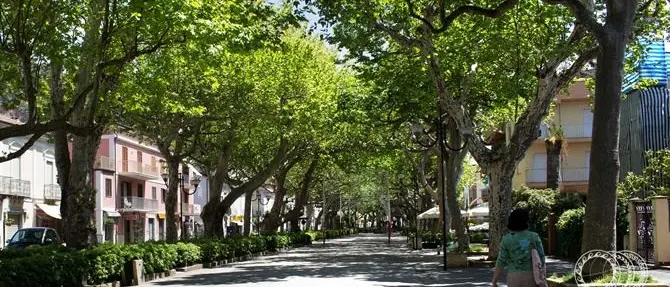Riconoscimento degli alberi monumentali, il Comune di Praia a Mare latita