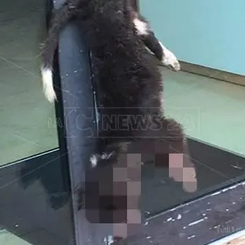 Cagnolino ucciso e appeso alla porta di un negozio, macabra intimidazione a Vibo