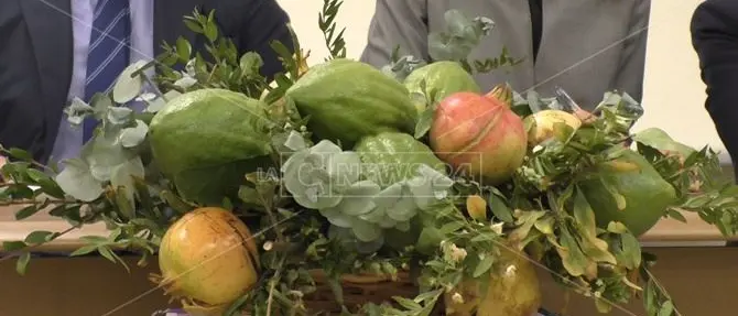 Tutela del cedro di Calabria, il 28 novembre un convegno in Senato