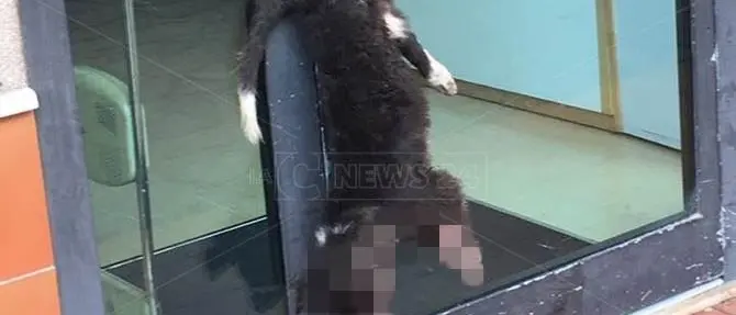 Cane ucciso a Vibo, ferma condanna degli animalisti