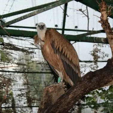 Grifone ferito salvato e curato nel Cras di Catanzaro