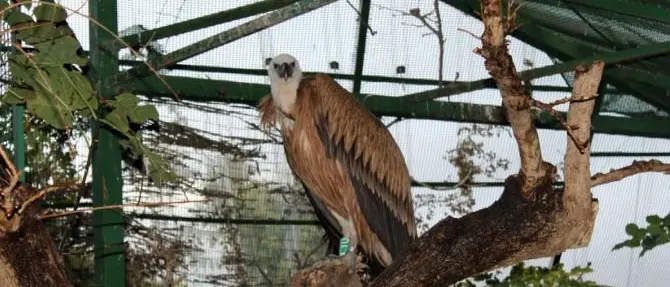 Grifone ferito salvato e curato nel Cras di Catanzaro