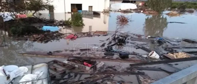 La piena del Crati fa strage di animali: mille pecore morte annegate