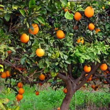 Clementine da bere, dalla Calabria nasce la bibita Clemì