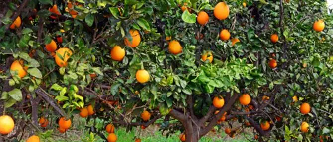 Clementine da bere, dalla Calabria nasce la bibita Clemì