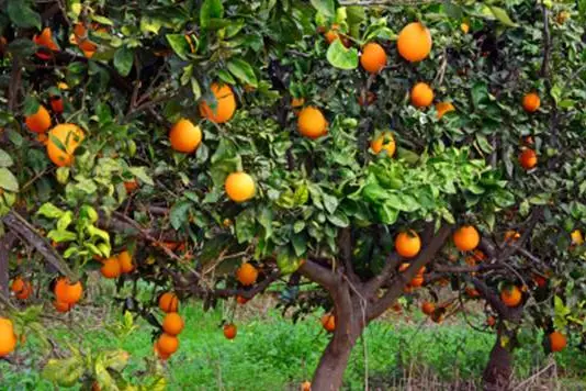 Orange trees , Getty Images/iStockphoto