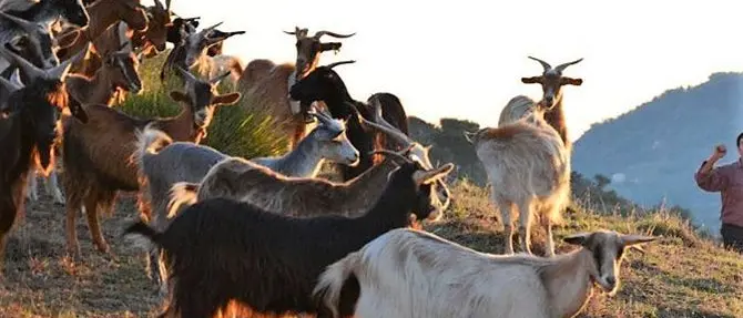 Rubano le capre a un pastore, il sindaco indice una colletta per riacquistarle