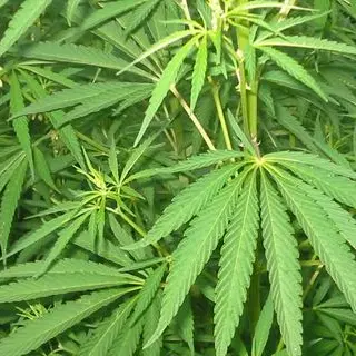 Perquisizioni e sequestri di negozi di cannabis light in Calabria