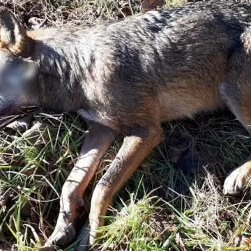 Lupo avvelenato nel territorio di Serrastretta sul Reventino