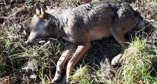 Lupo avvelenato nel territorio di Serrastretta sul Reventino