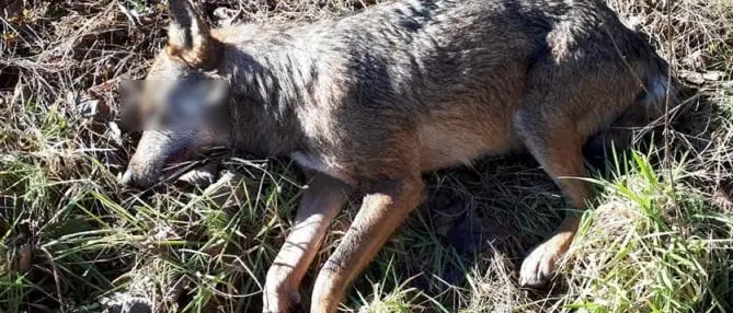 Lupo avvelenato nel territorio di Serrastretta sul Reventino