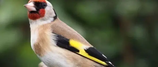 Cardellini detenuti illegalmente, sequestro a Cirò Marina