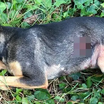 Cagnolino ucciso a colpi di pistola. Vendetta contro la padrona?