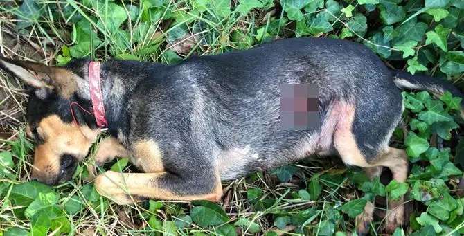 Cagnolino ucciso a colpi di pistola. Vendetta contro la padrona?