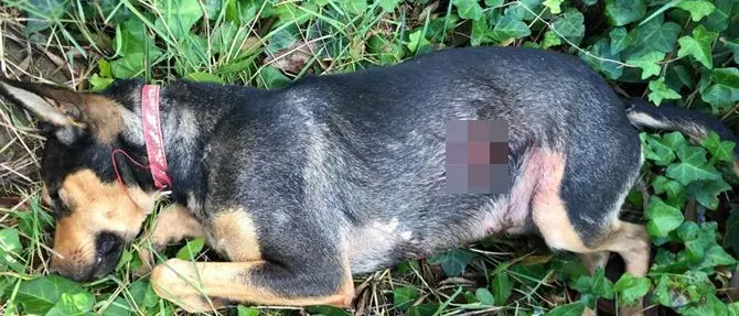 Cagnolino ucciso a colpi di pistola. Vendetta contro la padrona?