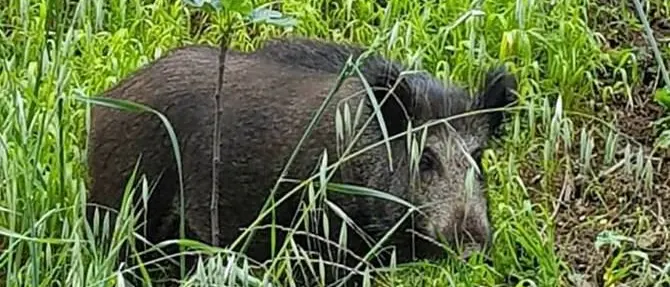 Tubercolosi nei cinghiali, altri casi nel Vibonese