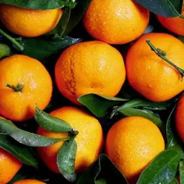 Terremoto, le clementine calabresi per i bambini di Amatrice