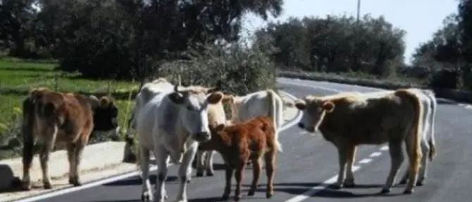 Vacche sacre, sei esemplari abbattuti dai veterinari