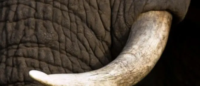 Sequestro record di avorio in Cambogia, in un container oltre mille zanne di elefante