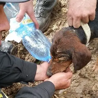 Cane da caccia sprofonda in una buca, salvato dai vigili del fuoco