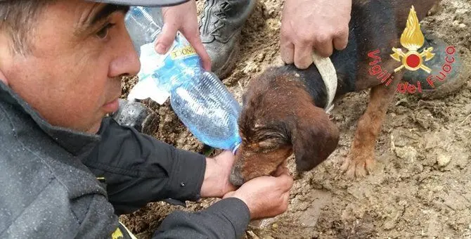 Cane da caccia sprofonda in una buca, salvato dai vigili del fuoco