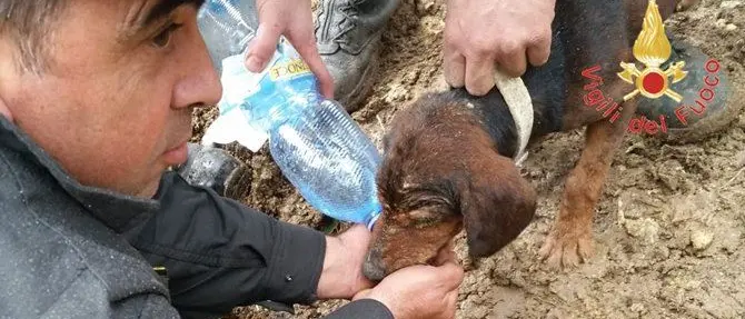 Cane da caccia sprofonda in una buca, salvato dai vigili del fuoco
