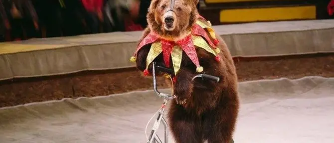 Basta animali al circo, il ministro Bonisoli: «Presto realtà»