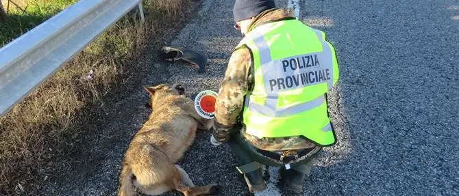 Sila, lupo investito da un'auto: è il secondo che muore così nel 2018
