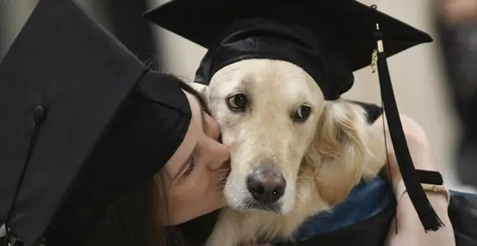 Laurea ad honorem per il cane Griffin che ha aiutato la padrona a studiare