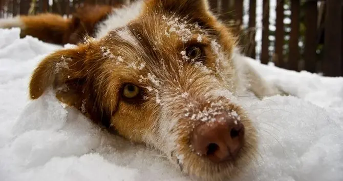 Freddo e neve, una guida per proteggere i nostri amici a quattro zampe