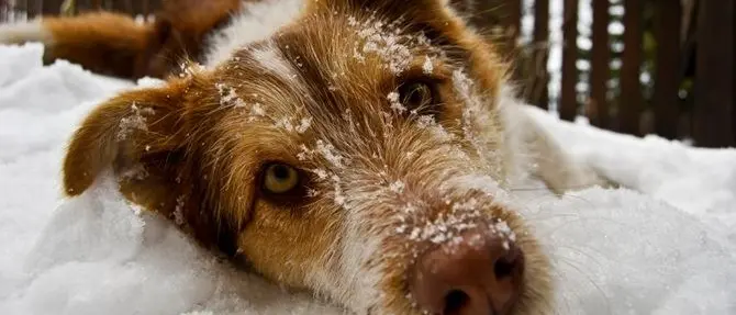 Freddo e neve, una guida per proteggere i nostri amici a quattro zampe