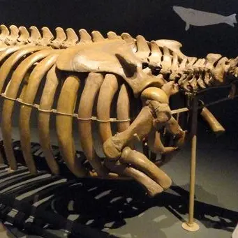 Tropea, il Museo del mare sarà presto realtà