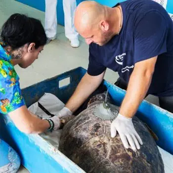 Nessuno sfratto per le tartarughe del Centro di Brancaleone