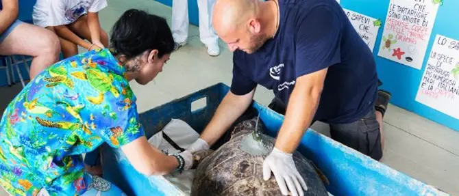 Nessuno sfratto per le tartarughe del Centro di Brancaleone