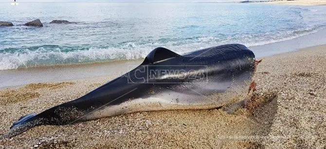 Delfino decapitato trovato sulla spiaggia di Pizzo