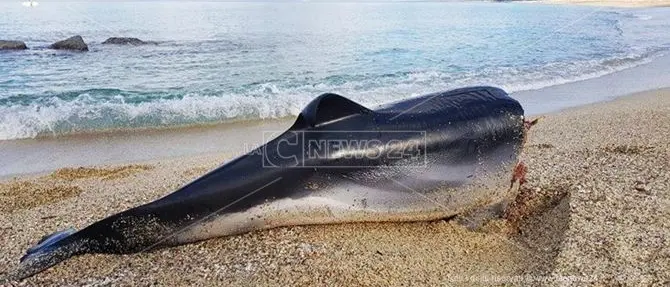 Delfino decapitato trovato sulla spiaggia di Pizzo