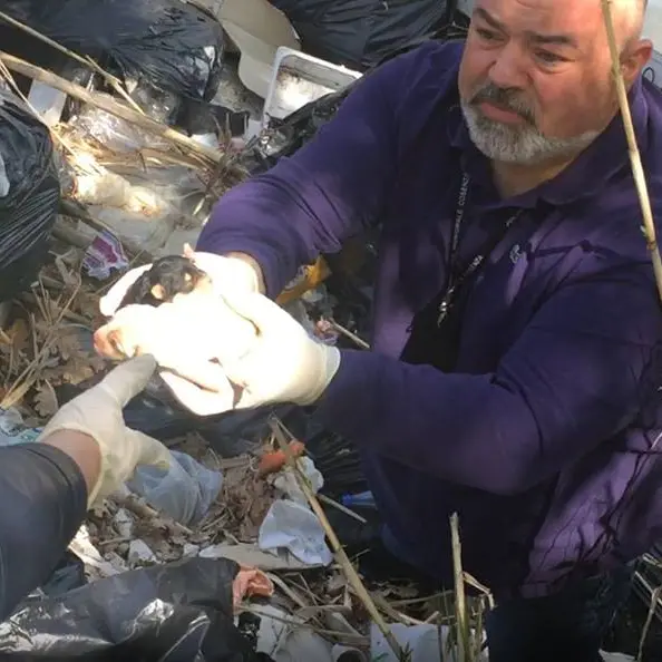 Gettano cuccioli nella spazzatura a Cosenza: salvati dalla Polizia municipale (VIDEO)