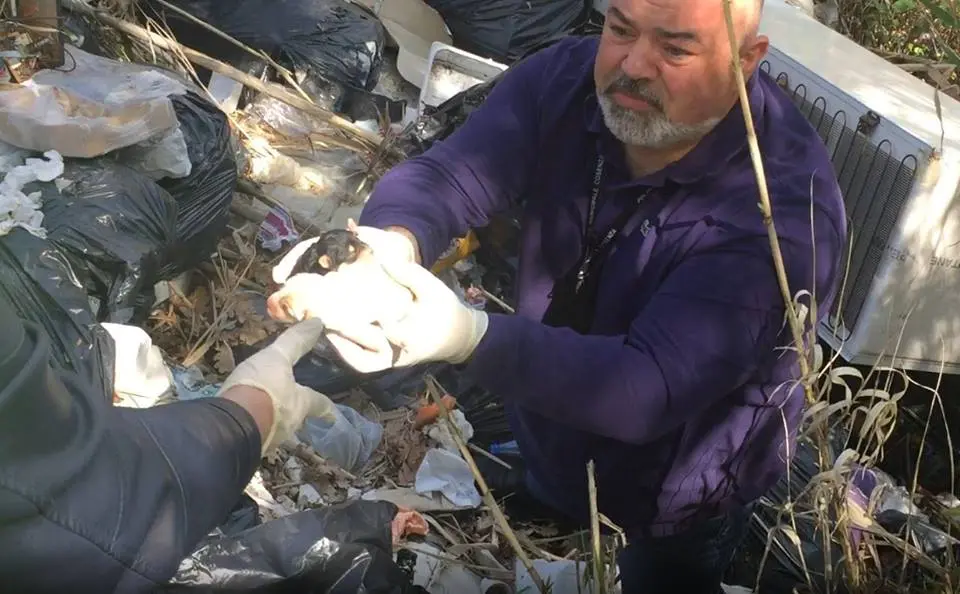 Gettano cuccioli nella spazzatura a Cosenza: salvati dalla Polizia municipale (VIDEO)